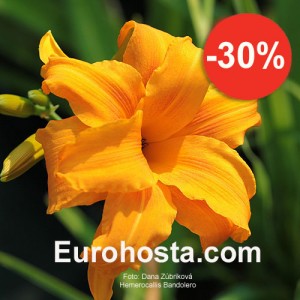 Hemerocallis Bandolero - Eurohosta