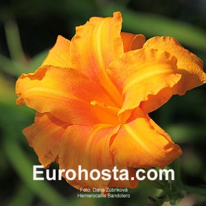 Hemerocallis Bandolero - Eurohosta