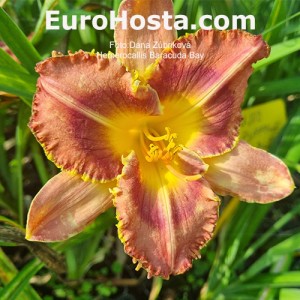 Hemerocallis Baracuda Bay