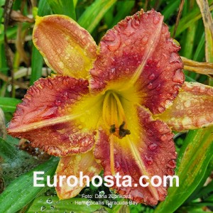 Hemerocallis Baracuda Bay