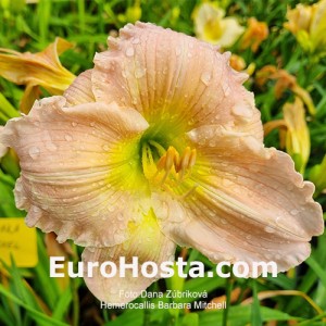 Hemerocallis Barbara Mitchell - Eurohosta