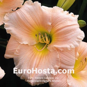 Hemerocallis Barbara Mitchell - Eurohosta