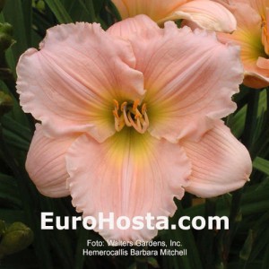 Hemerocallis Barbara Mitchell - Eurohosta