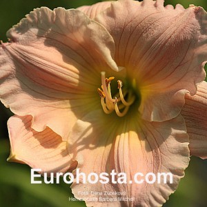 Hemerocallis Barbara Mitchell - Eurohosta