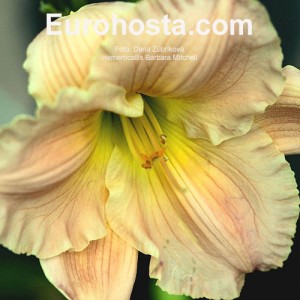 Hemerocallis Barbara Mitchell - Eurohosta