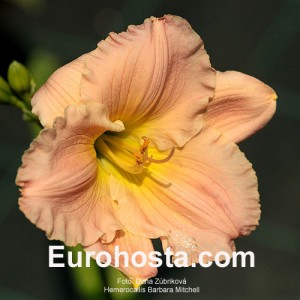 Hemerocallis Barbara Mitchell - Eurohosta