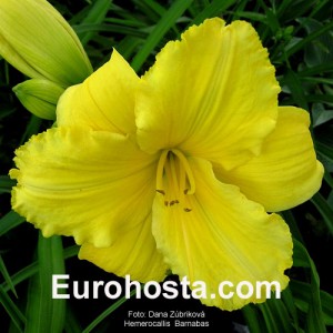 Hemerocallis Barnabas - Eurohosta