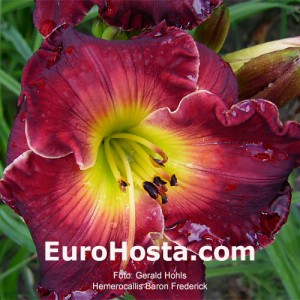 Hemerocallis Baron Frederick