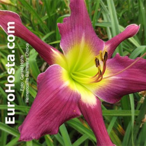 Hemerocallis Barrister's Choice