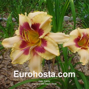 Hemerocallis Bayou Bride