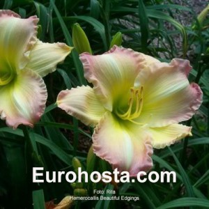 Hemerocallis Beautiful Edgings