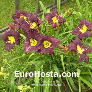 Hemerocallis Bela Lugosi - Eurohosta