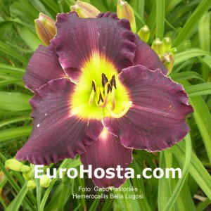 Hemerocallis Bela Lugosi - Eurohosta