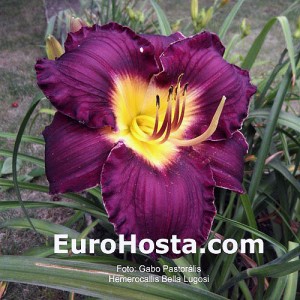 Hemerocallis Bela Lugosi - Eurohosta