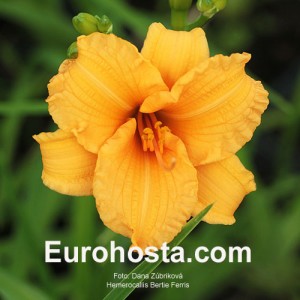 Hemerocallis Bertie Ferris - Eurohosta