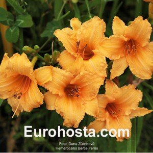 Hemerocallis Bertie Ferris - Eurohosta