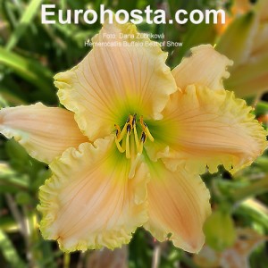 Hemerocallis Buffalo Best of Show