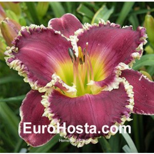 Hemerocallis Bettylen