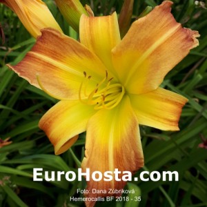 Hemerocallis BF 2018 - 35 Eurohosta