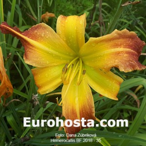 Hemerocallis BF 2018 - 35 Eurohosta