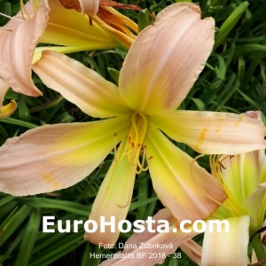 Hemerocallis BF 2018 - 38 Eurohosta