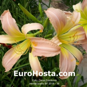 Hemerocallis BF 2018 - 38 Eurohosta