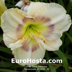 Hemerocallis BF 2018 - 48 Eurohosta