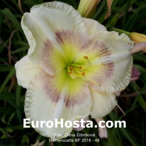 Hemerocallis BF 2018 - 48 Eurohosta