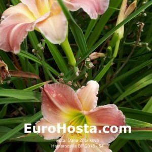 Hemerocallis BF 2018 - 54 Eurohosta