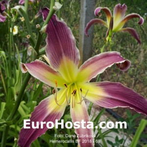 Hemerocallis BF 2018 - 60 Eurohosta