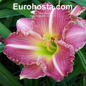 Hemerocallis BF 2019-11