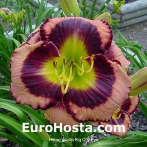 Hemerocallis Big City Eye