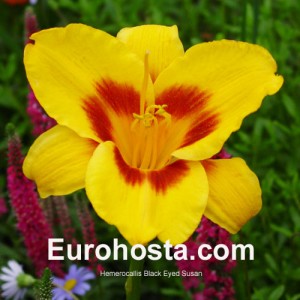 Hemerocallis Black Eyed Susan - Eurohosta