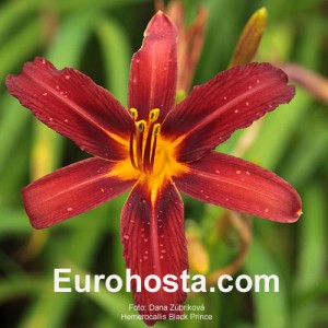 Hemerocallis Black Prince - Eurohosta