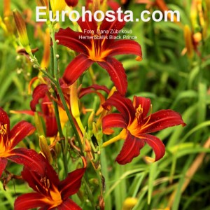 Hemerocallis Black Prince - Eurohosta