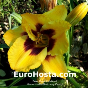 Hemerocallis Blackberry Candy - Eurohosta