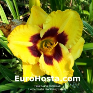 Hemerocallis Blackberry Candy - Eurohosta