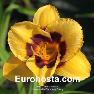 Hemerocallis Blackberry Candy - Eurohosta