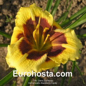 Hemerocallis Blackberry Candy - Eurohosta