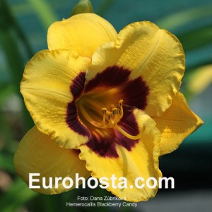 Hemerocallis Blackberry Candy - Eurohosta