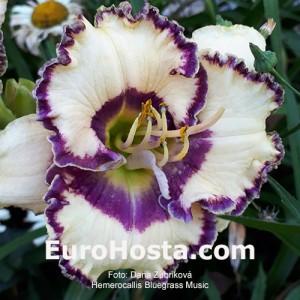 Hemerocallis Bluegrass Music - Eurohosta