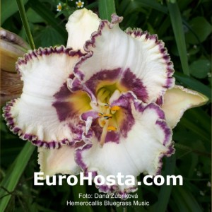 Hemerocallis Bluegrass Music - Eurohosta