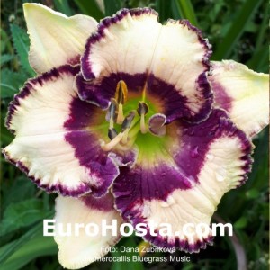 Hemerocallis Bluegrass Music - Eurohosta