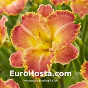 Hemerocallis Blushing Ruffles