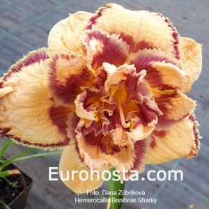 Hemerocallis Bonibrae Sharky