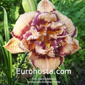 Hemerocallis Bonibrae Sharky