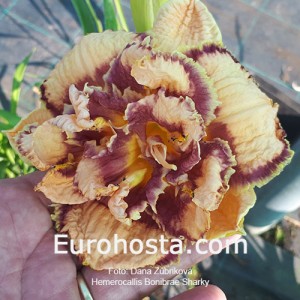 Hemerocallis Bonibrae Sharky