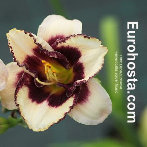 Hemerocallis Border Music - Eurohosta