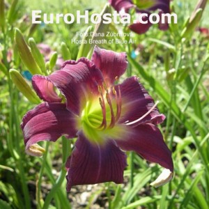 Hemerocallis Breath of Blue Air