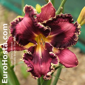 Hemerocallis 'Bright in the Night'